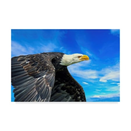 Ata Alishahi 'The Eagle Soaring' Canvas Art,30x47